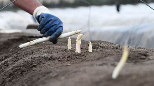 Auftakt der Spargelsaison Auftakt der Spargelsaison