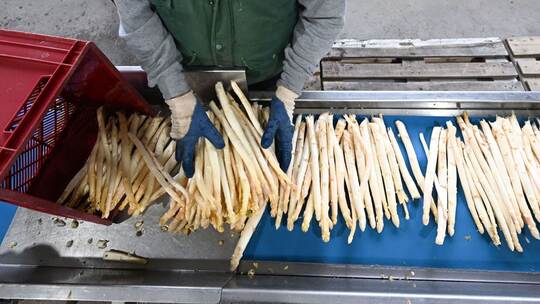 Auftakt der Spargelsaison Auftakt der Spargelsaison