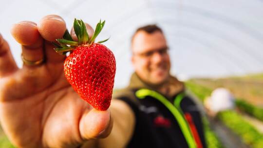 Beginn der Erdbeerernte