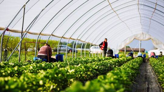 Beginn der Erdbeerernte