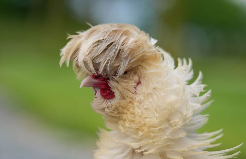 «Chicken Village» für ehemalige Legehennen