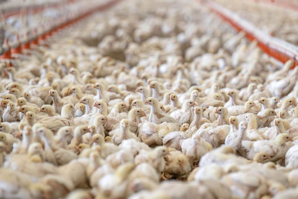 Niedersächsische Geflügelwirtschaft