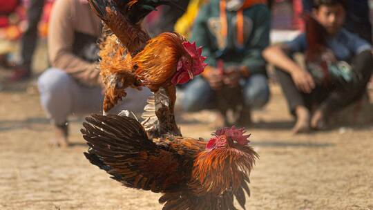 Jonbeel Mela in Indien