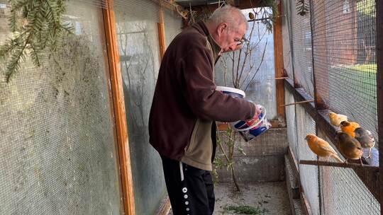 In seinem Element: Rudolf „Rolf“ Sickinger beim Füttern seiner über 50 Kanarienvögel, die gespannt auf ihre Delikatesse, den Löw