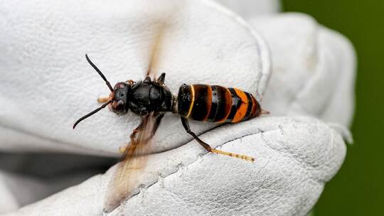 Asiatische Hornisse Asiatische Hornisse