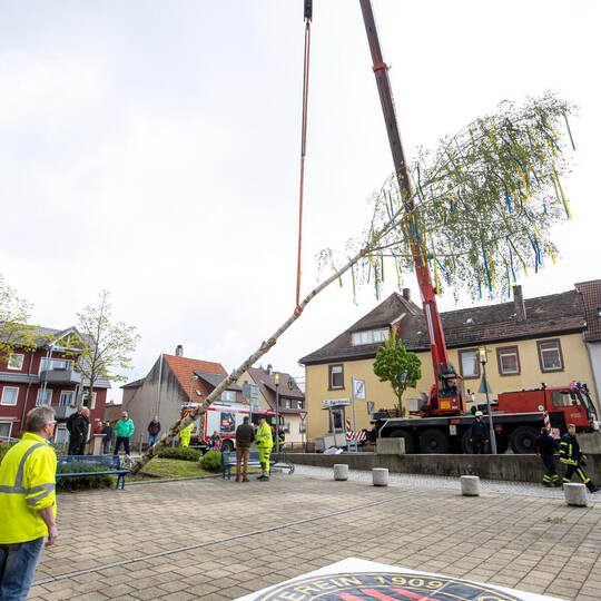 Bei diesem Kraftakt kommt zuweilen schweres Gerät zum Einsatz, wie dieses Foto von 2022 aus Huchenfeld zeigt: Vielerorts in Pfor Maibaumstellen Huchenfeld