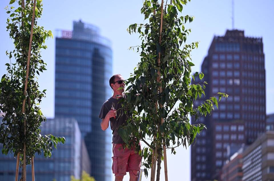 Zürgelbaum Zürgelbaum