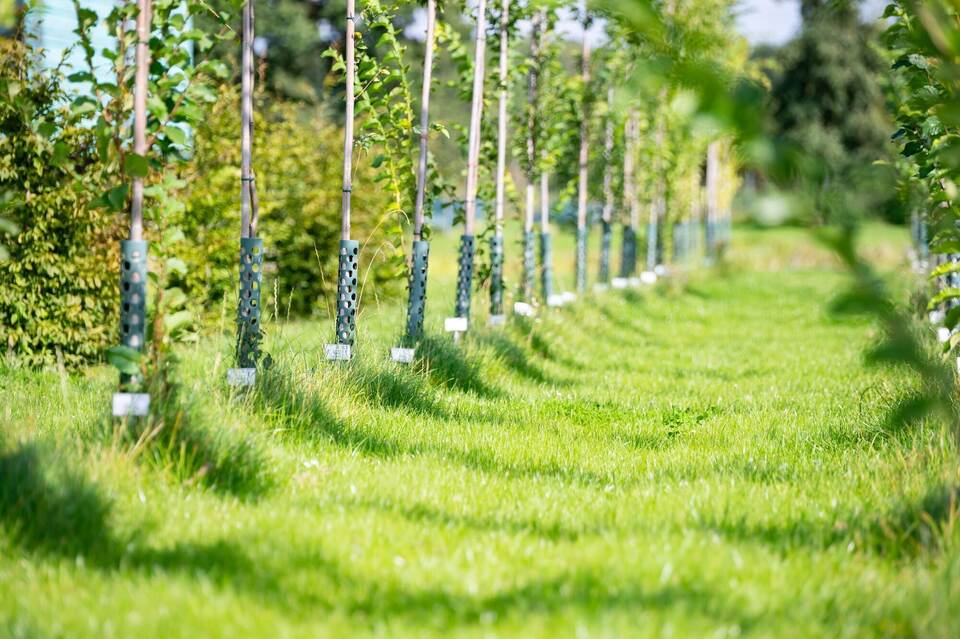 Auf der Suche nach dem Stadtbaum der Zukunft Auf der Suche nach dem Stadtbaum der Zukunft