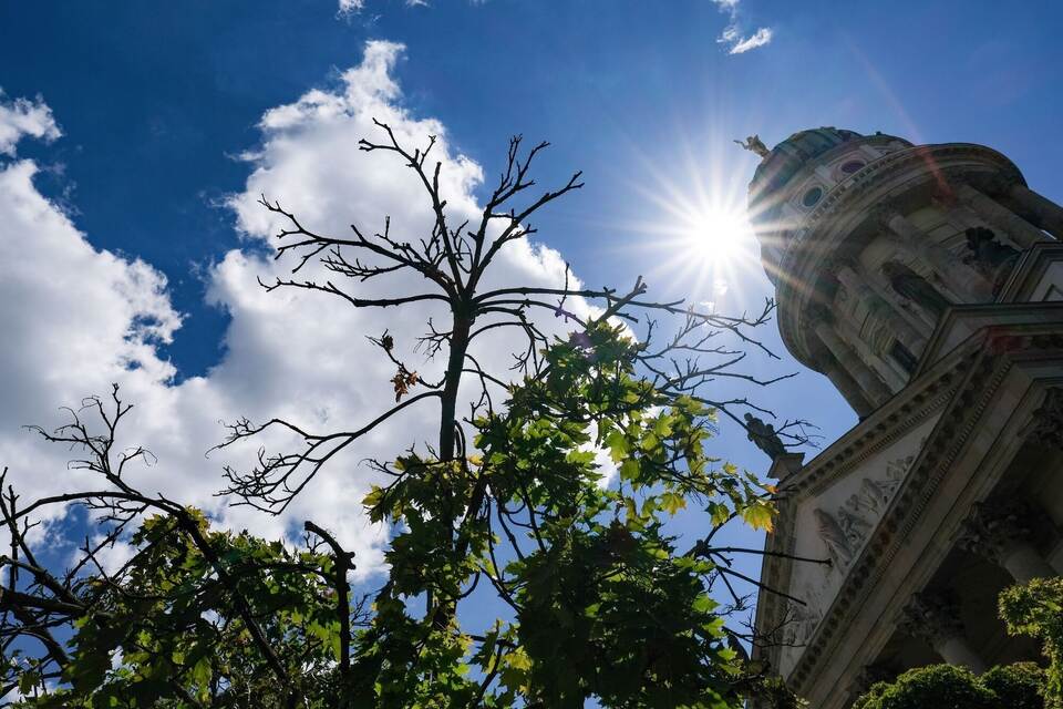 Vertrocknete Stadtbäume Vertrocknete Stadtbäume