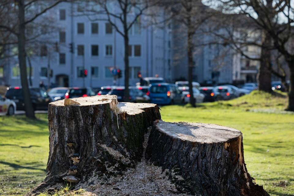 Kranke Stadtbäume in Nordrhein-Westfalen Kranke Stadtbäume in Nordrhein-Westfalen