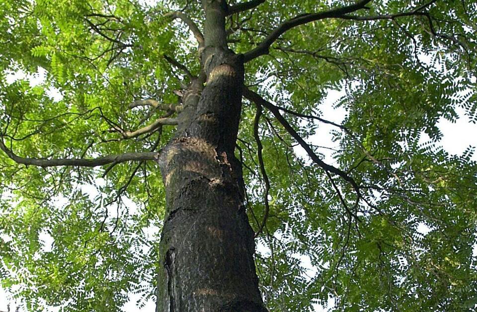 Götterbaum Götterbaum