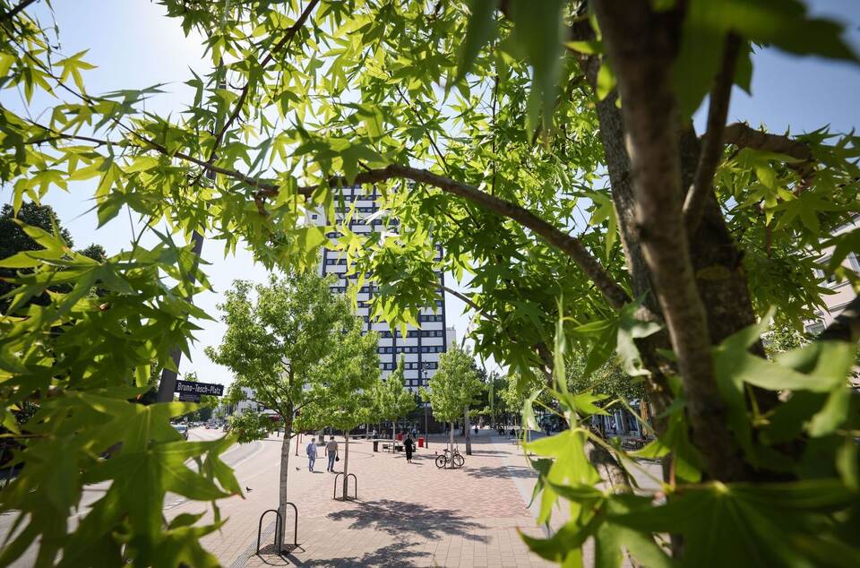 Junge Stadtbäume Junge Stadtbäume