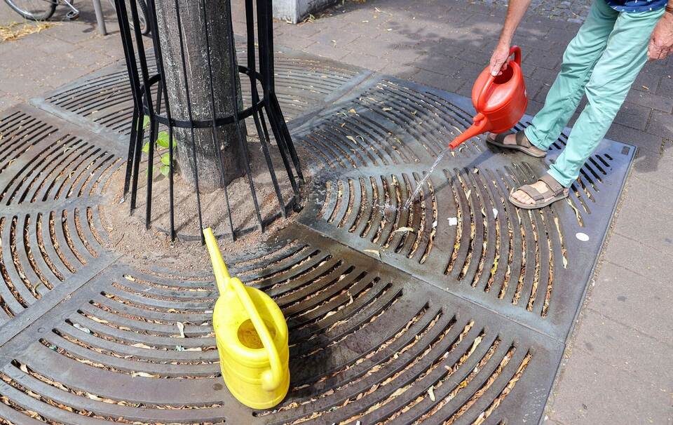 Trockene Bäume in Sachsens Städten Trockene Bäume in Sachsens Städten