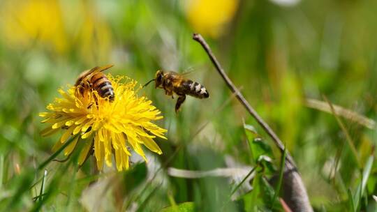Frühling in Baden-Württemberg