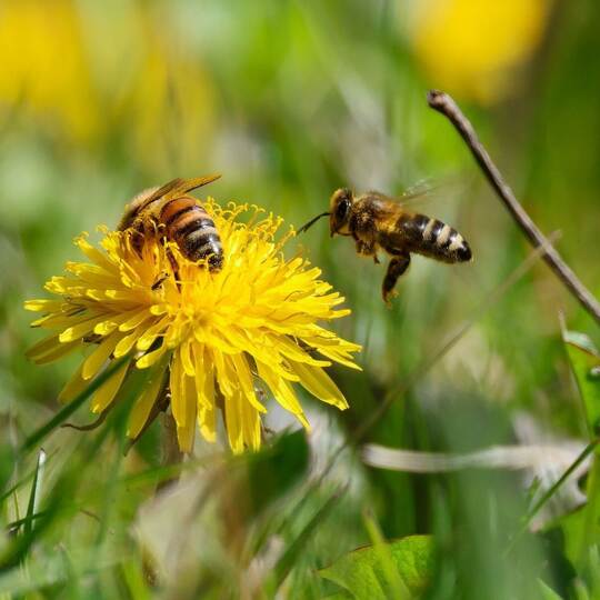 Frühling in Baden-Württemberg