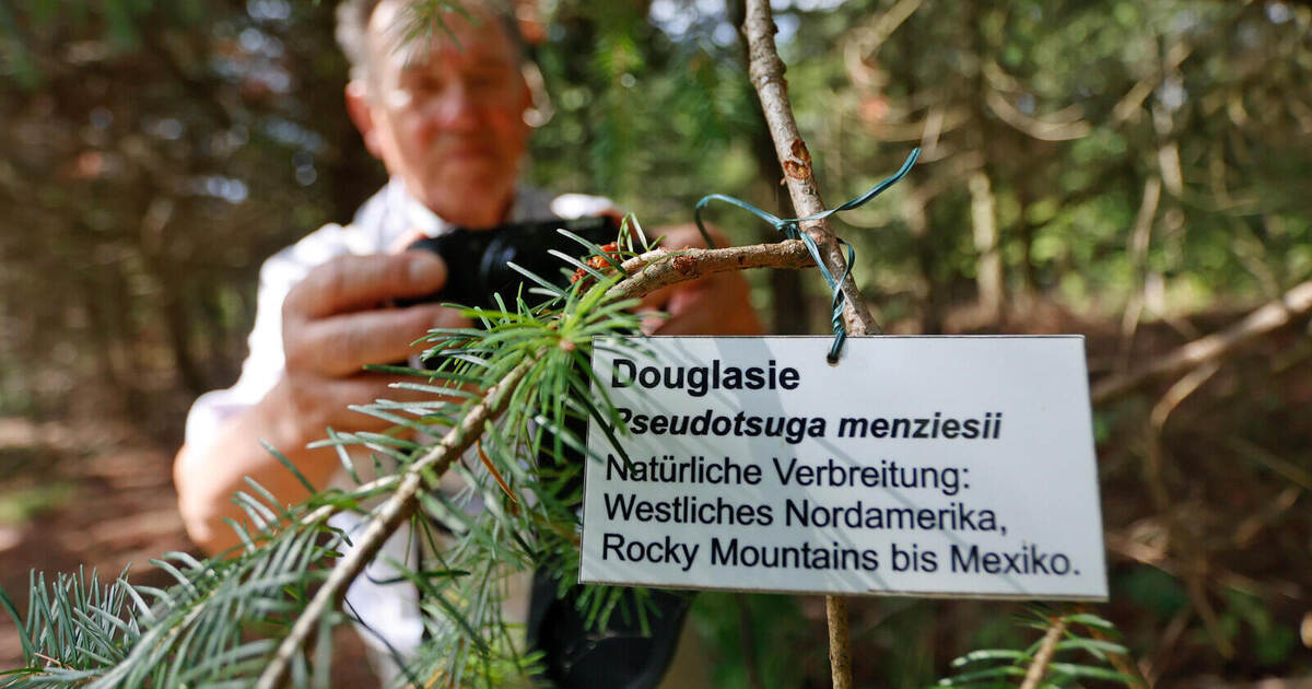 Black locust, red oak, Douglas fir: Trees from North America divide ...
