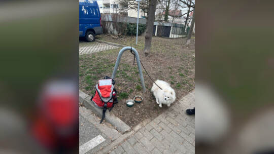 Spitz-Mischling ausgesetzt