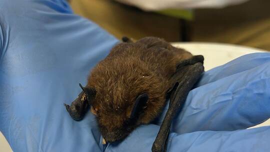 Fledermaus auf Spielplatz gefunden