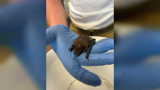 Fledermaus auf Spielplatz gefunden