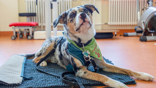 Helios Geriatrische Abteilung, Aktionswoche Aktiv älter werden, Therapiehund
