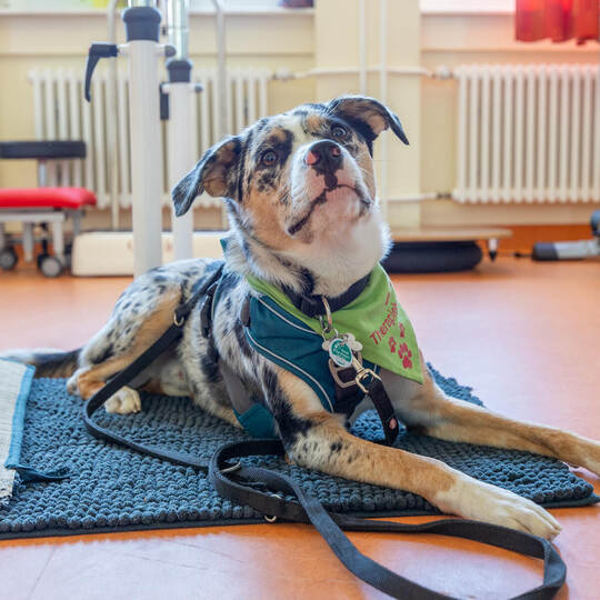 Helios Geriatrische Abteilung, Aktionswoche Aktiv älter werden, Therapiehund