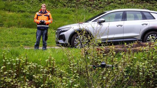 Kampf gegen die invasive Pflanzenart Staudenknöterich