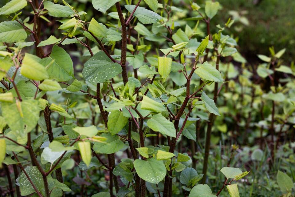 Kampf gegen den als invasiv geltenden Staudenknöterich