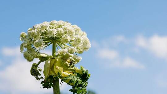 Probleme durch Riesen-Bärenklau