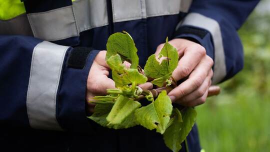 Kampf gegen die als invasiv geltenden Staudenknöterich