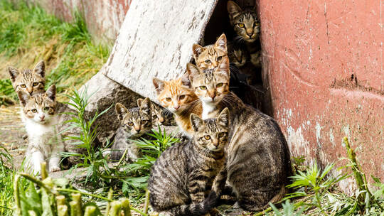 Large group of homeless kittens in a city street near the house