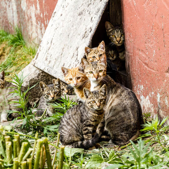 Large group of homeless kittens in a city street near the house