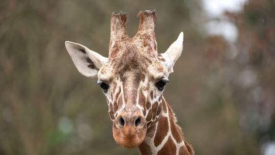 Giraffenbulle Tilodi gestorben