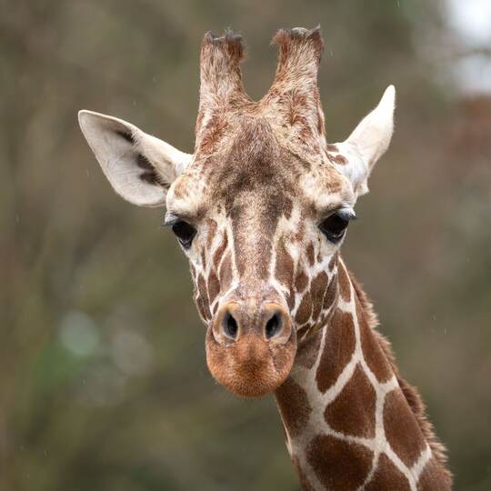 Giraffenbulle Tilodi gestorben