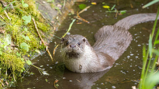 Wildpark neue Fischotter