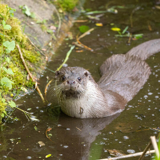 Wildpark neue Fischotter