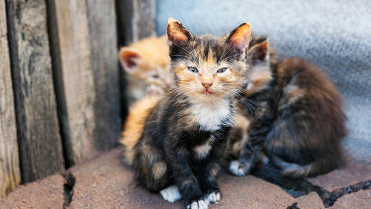 Homeless abandoned animals alone with themselves.