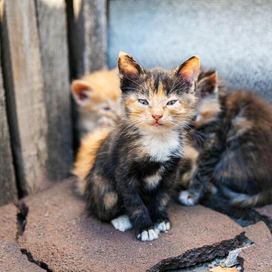Homeless abandoned animals alone with themselves.