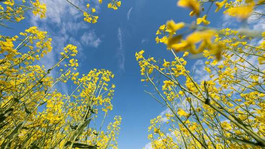 Frühling in Baden-Württemberg Frühling in Baden-Württemberg