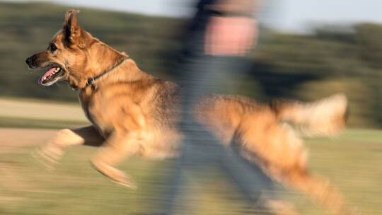 Statistik zu Hundebissen