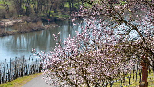 Pfirsichblüte an der Mosel