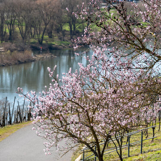 Pfirsichblüte an der Mosel