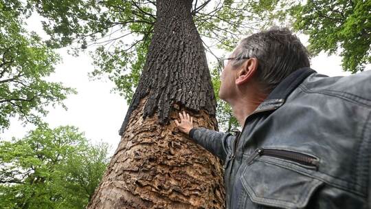 Heldbock-Befall an Eichen