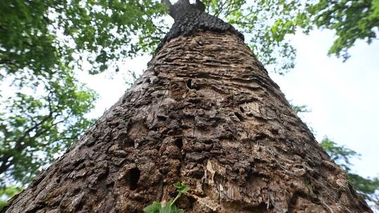 Heldbock-Befall an Eichen