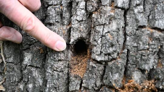 Heldbock-Befall an Eichen