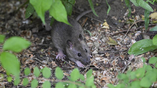Ratten