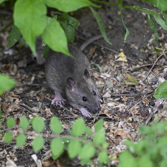 Ratten