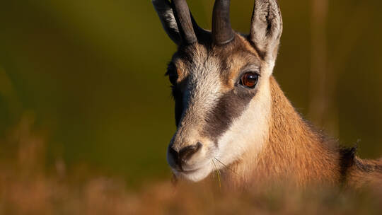 Portrait of tatra chamois looking to the camera.