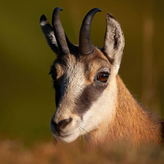 Portrait of tatra chamois looking to the camera.