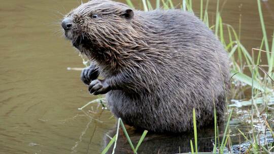 Abschuss von Bibern soll erleichtert werden Abschuss von Bibern soll erleichtert werden