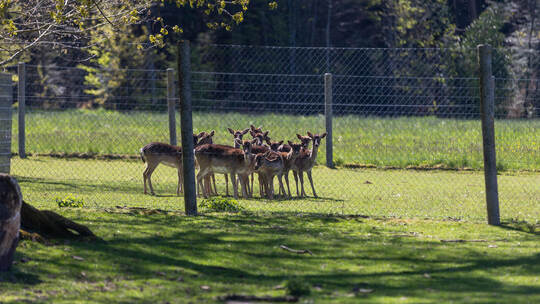 Elf Tiere befinden sich wie zuletzt beim zweiten Damwild-Ausbruch noch im Grun-bacher Gehege. Weitere sechs Genossen laufen seit